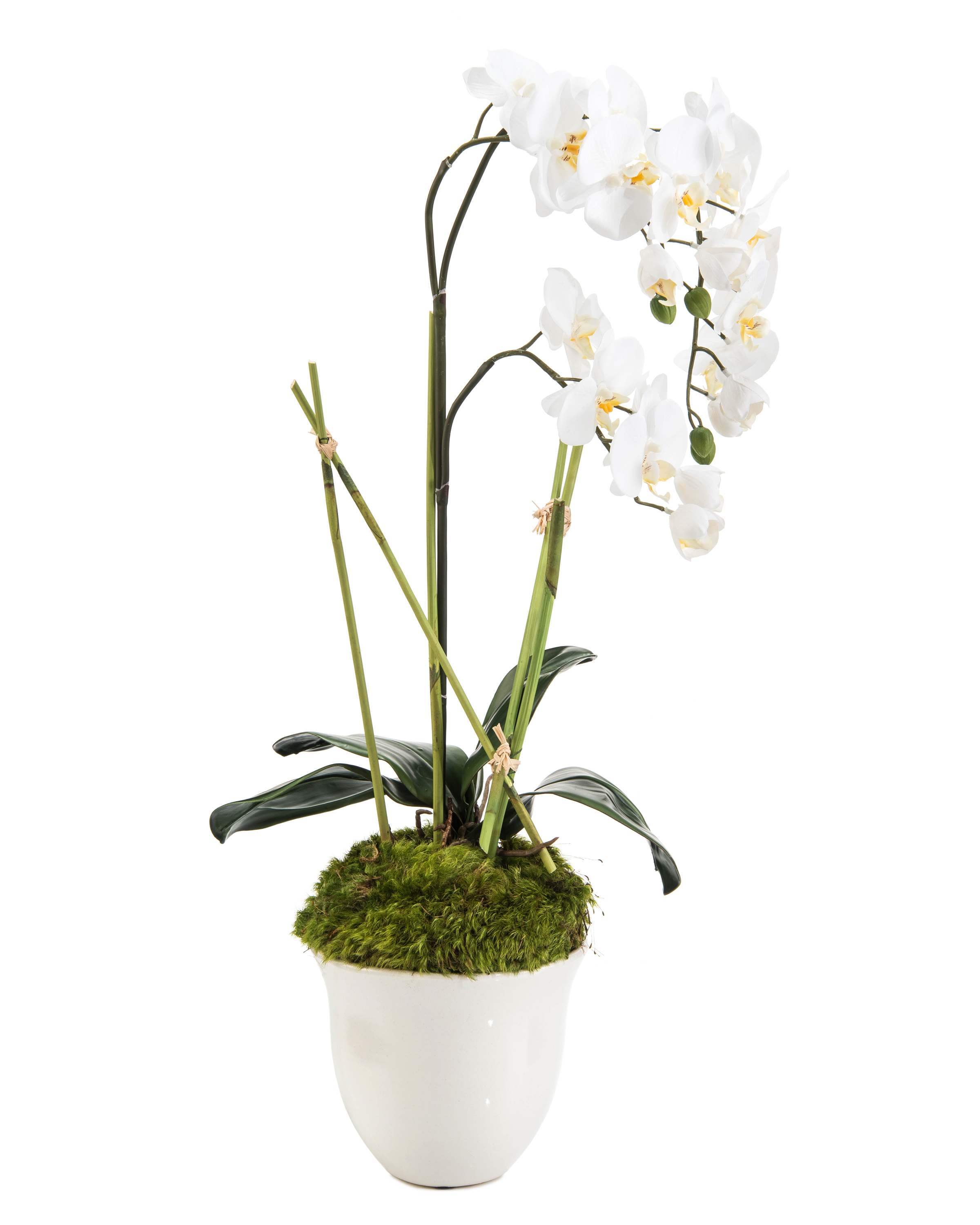 John Richard Monaco Structure orchid