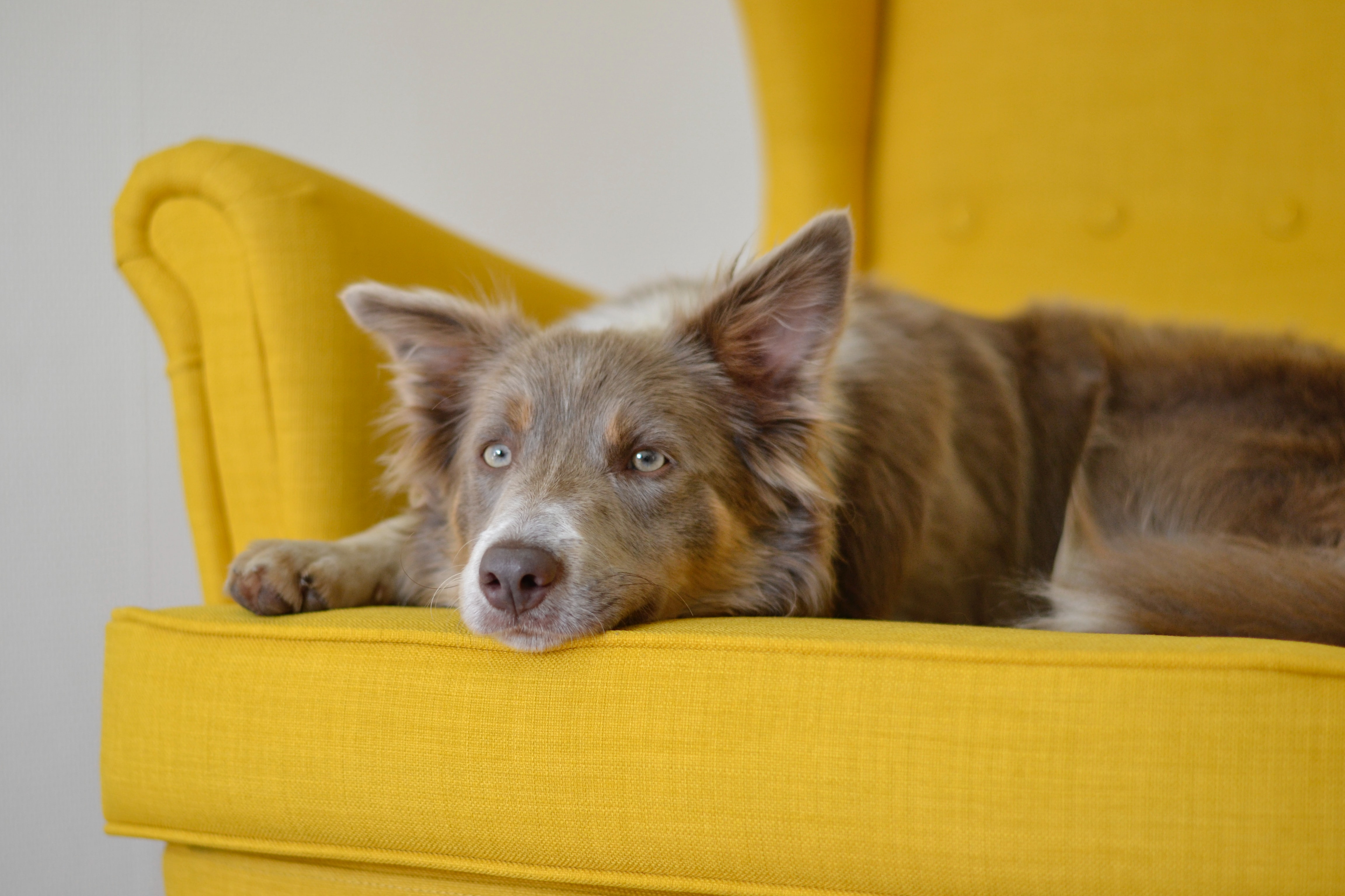 dog yellow couch