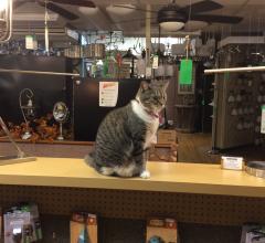 Lumen the cat surveys her domain at Northern Lighting in Westerville, OH.