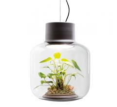 Glass Mygdal Plantlight with LED lighting from Nui Studio