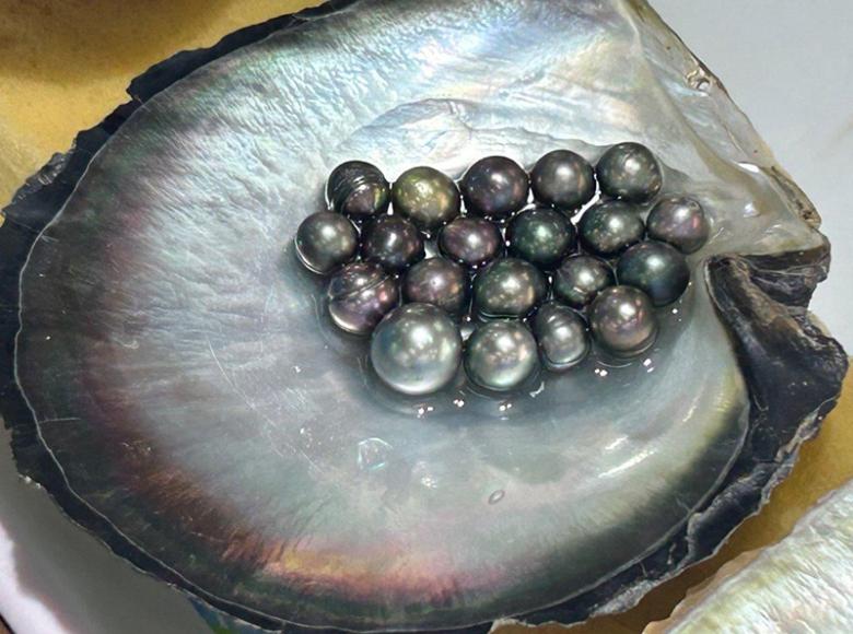 Pearls in a shell