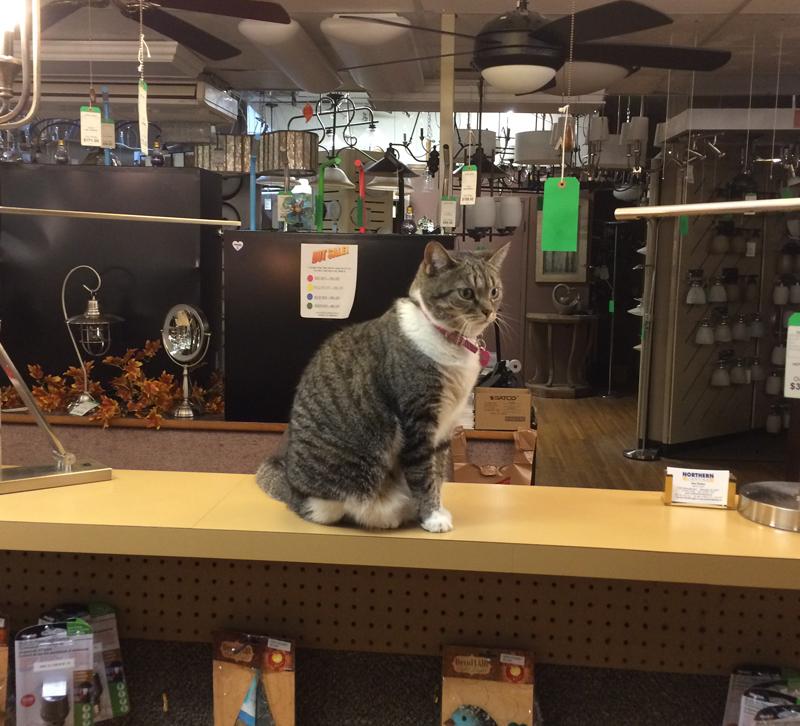 Lumen the cat surveys her domain at Northern Lighting in Westerville, OH.